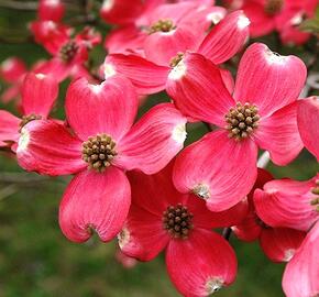 Dřín květnatý 'Comanche Chief' - Cornus florida 'Comanche Chief'