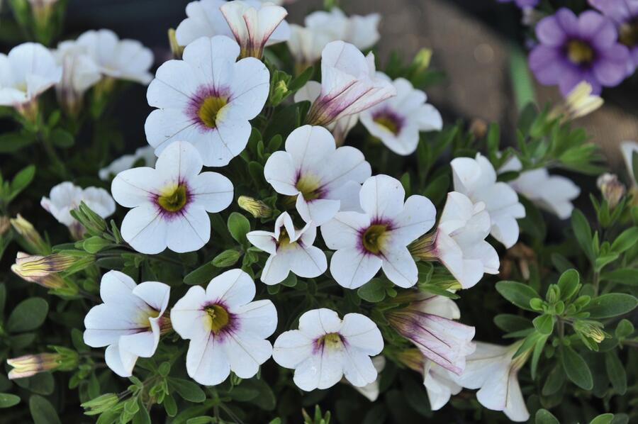 Minipetúnie, Million Bells 'Royal White' - Calibrachoa hybrida 'Royal White'