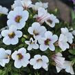 Minipetúnie, Million Bells 'Royal White' - Calibrachoa hybrida 'Royal White'