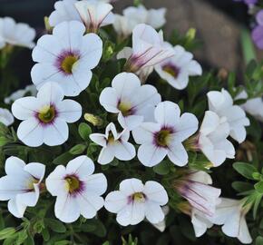 Minipetúnie, Million Bells 'Royal White' - Calibrachoa hybrida 'Royal White'