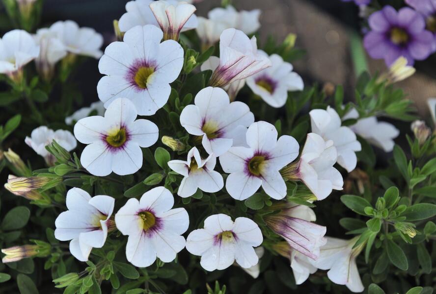 Minipetúnie, Million Bells 'Royal White' - Calibrachoa hybrida 'Royal White'