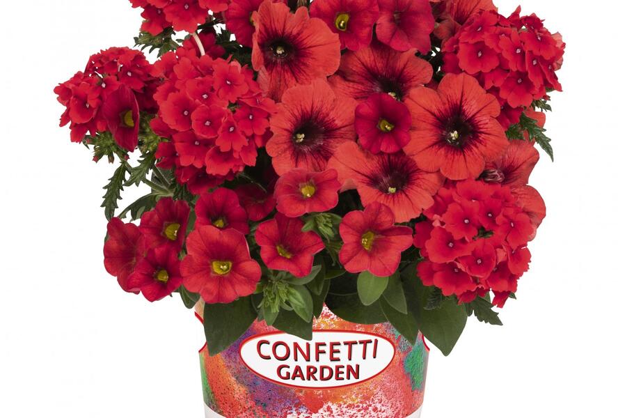 Balkonový mix Confetti Garden 'Rockin Red 2020' - Balkonový mix Confetti Garden 'Rockin Red 2020'