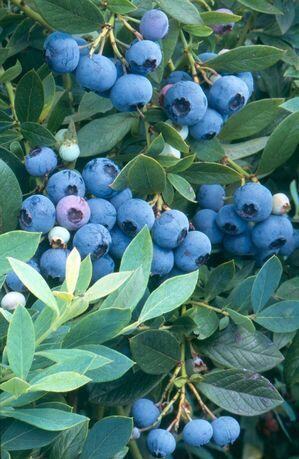 Borůvka chocholičnatá, kanadská borůvka 'Sunshine Blue' - Vaccinium corymbosum 'Sunshine Blue'