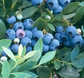 Borůvka chocholičnatá, kanadská borůvka 'Sunshine Blue' - Vaccinium corymbosum 'Sunshine Blue'