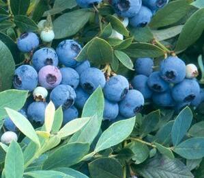 Borůvka chocholičnatá, kanadská borůvka - Vaccinium corymbosum 'Sunshine Blue'