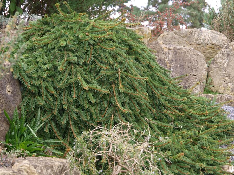 Smrk ztepilý 'Inversa' - Picea abies 'Inversa'