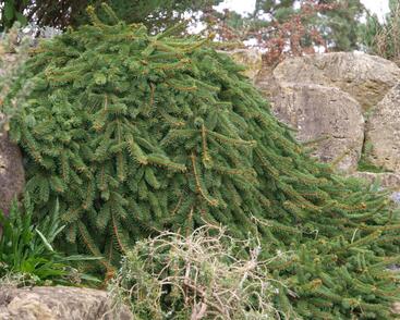 Smrk ztepilý 'Inversa'