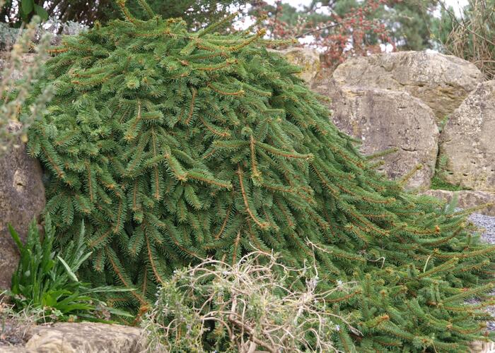 Smrk ztepilý 'Inversa' - Picea abies 'Inversa'