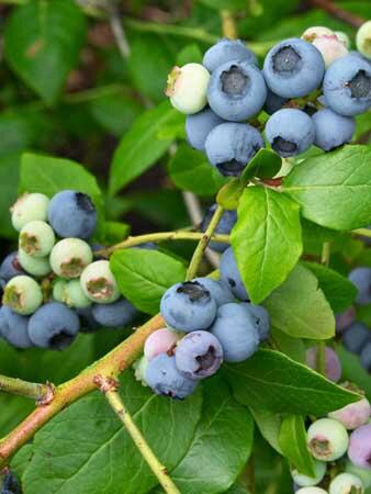 Borůvka chocholičnatá, kanadská borůvka 'Northland' - Vaccinium corymbosum 'Northland'