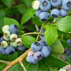 Borůvka chocholičnatá, kanadská borůvka 'Northland' - Vaccinium corymbosum 'Northland'