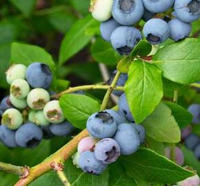 Borůvka chocholičnatá, kanadská borůvka 'Northland' - Vaccinium corymbosum 'Northland'