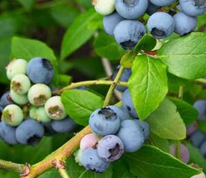 Borůvka chocholičnatá, kanadská borůvka - Vaccinium corymbosum 'Northland'