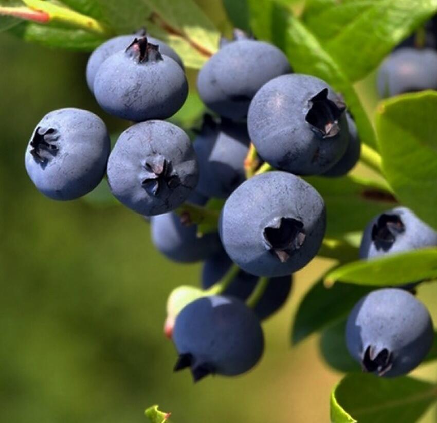 Borůvka chocholičnatá, kanadská borůvka 'Goldtraube 23' - Vaccinium corymbosum 'Goldtraube 23'