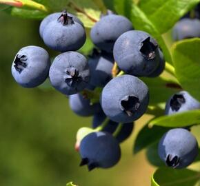 Borůvka chocholičnatá, kanadská borůvka 'Goldtraube 23' - Vaccinium corymbosum 'Goldtraube 23'