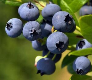 Borůvka chocholičnatá, kanadská borůvka - Vaccinium corymbosum 'Goldtraube 23'
