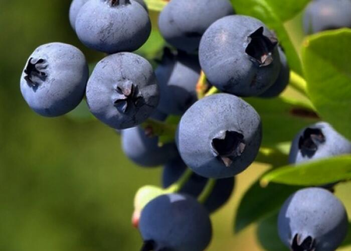 Borůvka chocholičnatá, kanadská borůvka - Vaccinium corymbosum 'Goldtraube 23'