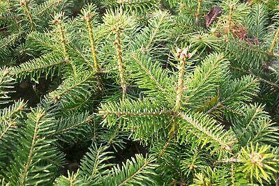 Jedle kavkazská 'Ambrolauri' - Abies nordmanniana 'Ambrolauri'