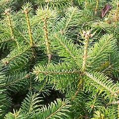 Jedle kavkazská 'Ambrolauri' - Abies nordmanniana 'Ambrolauri'