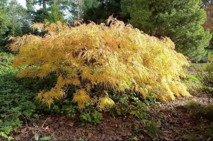 Javor dlanitolistý 'Dissectum Flavescens' - Acer palmatum 'Dissectum Flavescens'