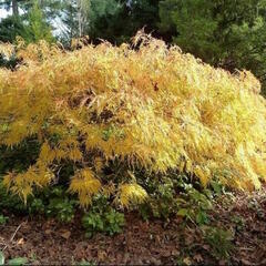 Javor dlanitolistý 'Dissectum Flavescens' - Acer palmatum 'Dissectum Flavescens'