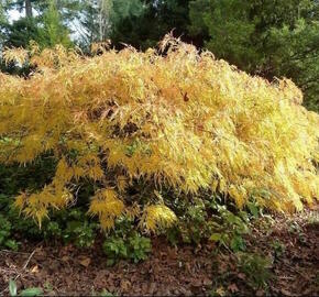 Javor dlanitolistý 'Dissectum Flavescens' - Acer palmatum 'Dissectum Flavescens'