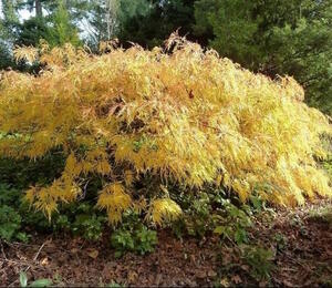 Javor dlanitolistý 'Dissectum Flavescens' - Acer palmatum 'Dissectum Flavescens'