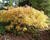 Javor dlanitolistý 'Dissectum Flavescens'