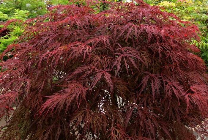 Javor dlanitolistý 'Crimson Queen' - Acer palmatum 'Crimson Queen'