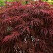 Javor dlanitolistý 'Crimson Queen' - Acer palmatum 'Crimson Queen'