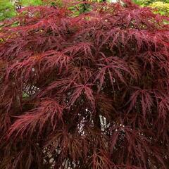 Javor dlanitolistý 'Crimson Queen' - Acer palmatum 'Crimson Queen'