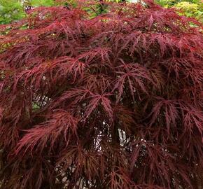 Javor dlanitolistý 'Crimson Queen' - Acer palmatum 'Crimson Queen'