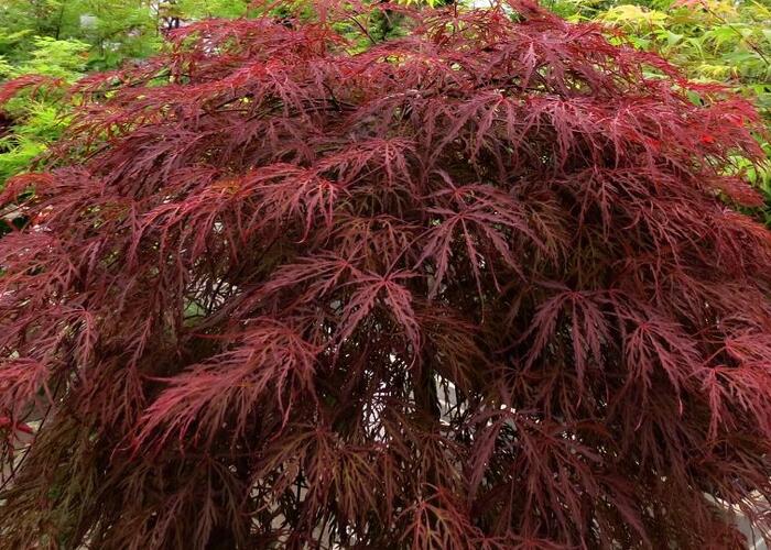 Javor dlanitolistý 'Crimson Queen' - Acer palmatum 'Crimson Queen'
