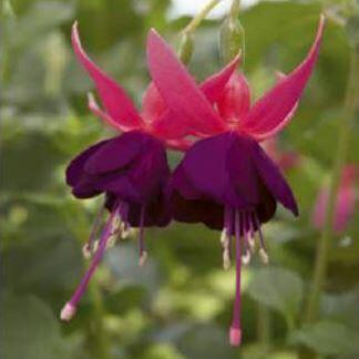 Fuchsie, čílko 'George Bartlett' - Fuchsia hybrida 'George Bartlett'