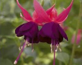 Fuchsie, čílko 'George Bartlett'
