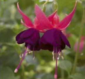 Fuchsie, čílko 'George Bartlett' - Fuchsia hybrida 'George Bartlett'