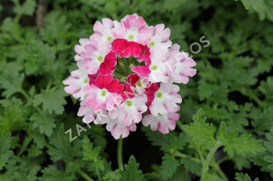 Verbena, sporýš 'Vanessa Koi' - Verbena hybrida 'Vanessa Koi'