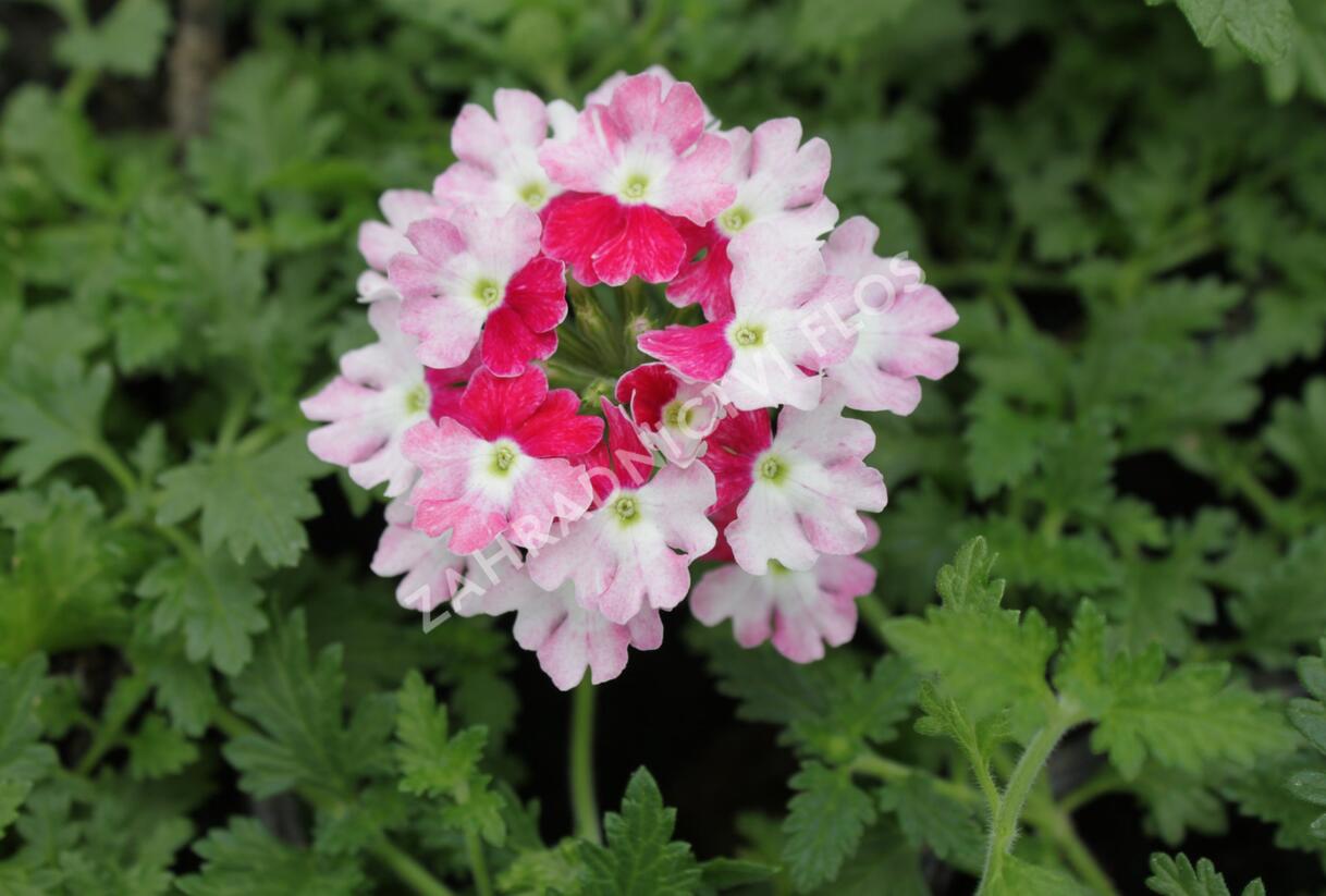 Sporýš 'Vanessa Koi' - Verbena hybrida 'Vanessa Koi'