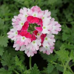 Verbena, sporýš 'Vanessa Koi' - Verbena hybrida 'Vanessa Koi'