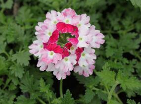 Sporýš 'Vanessa Koi' - Verbena hybrida 'Vanessa Koi'