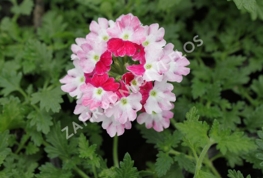 Sporýš 'Vanessa Koi' - Verbena hybrida 'Vanessa Koi'