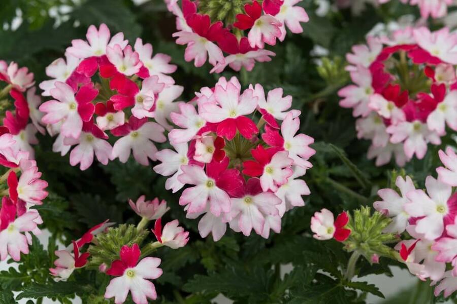 Verbena, sporýš 'Vanessa Koi' - Verbena hybrida 'Vanessa Koi'