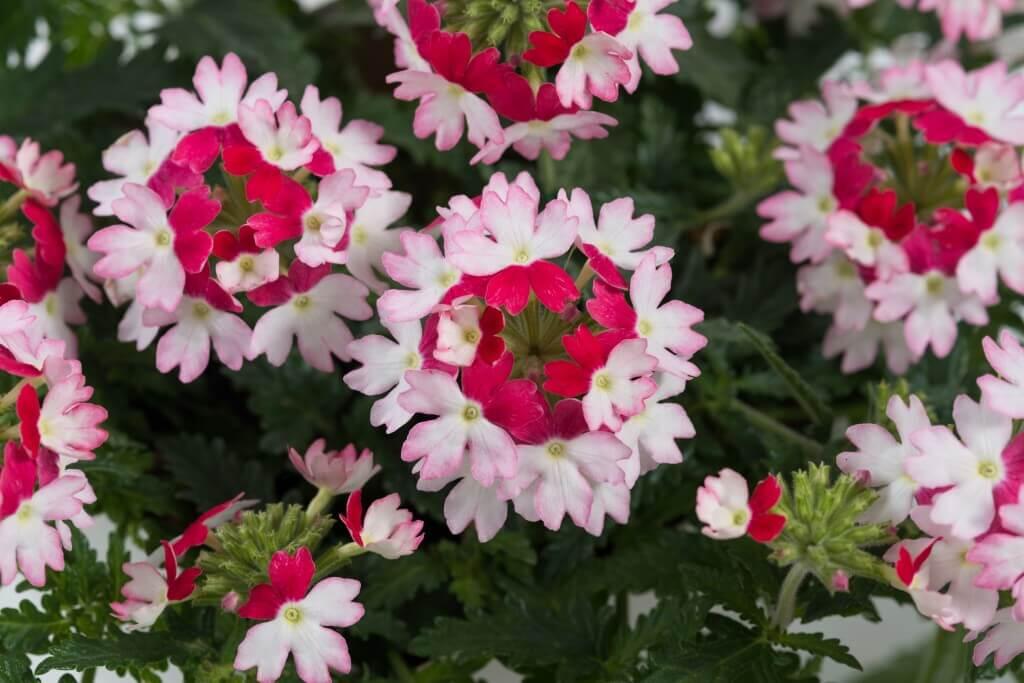 Sporýš 'Vanessa Koi' - Verbena hybrida 'Vanessa Koi'