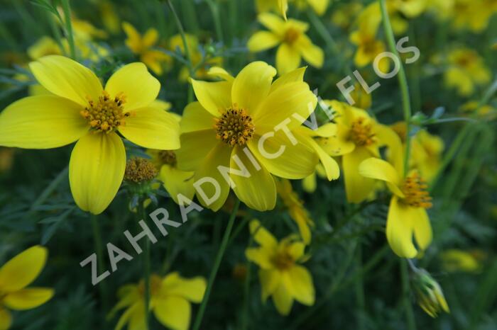 Dvouzubec prutolistý 'Goldita' - Bidens ferulifolia 'Goldita'