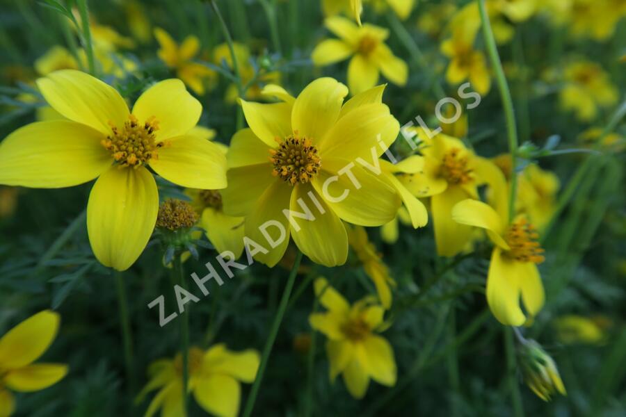 Dvouzubec prutolistý 'Goldita' - Bidens ferulifolia 'Goldita'