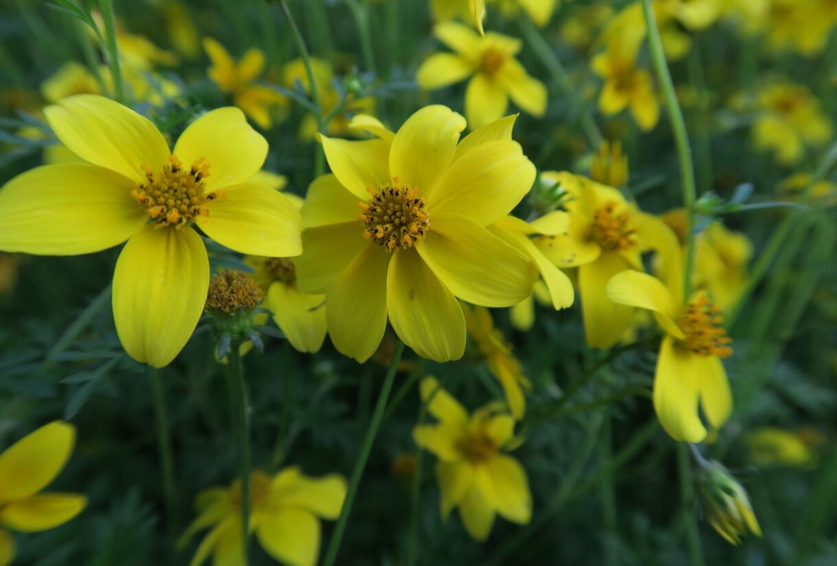 Dvouzubec prutolistý 'Goldita' - Bidens ferulifolia 'Goldita'