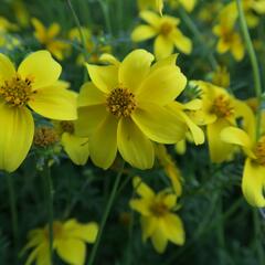 Dvouzubec prutolistý 'Goldita' - Bidens ferulifolia 'Goldita'