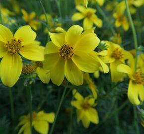 Dvouzubec prutolistý 'Goldita' - Bidens ferulifolia 'Goldita'