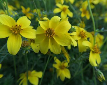 Dvouzubec prutolistý 'Goldita'