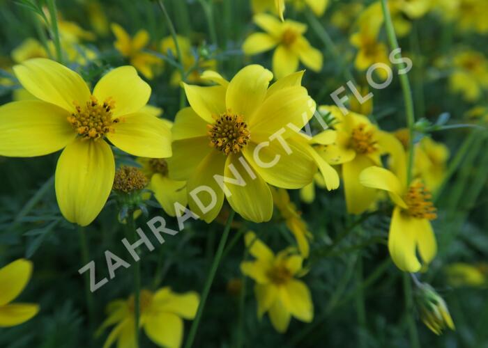 Dvouzubec prutolistý 'Goldita' - Bidens ferulifolia 'Goldita'