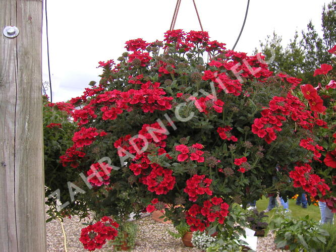 Verbena, sporýš 'Summerdreams Burgundy' - Verbena 'Summerdreams Burgundy'